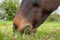 Detailed, shallow focus image of a chestnut coloured Horse seen grazing.