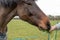 Detailed, shallow focus image of a chestnut coloured Horse seen grazing.