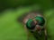 Detailed sharp macro picture of a eye compound of the horse fly