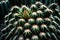 A detailed shot of a cactus spine, its sharp and sculptural form