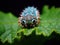 Detailed shot of a caterpillar on a leaf