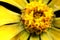 A detailed shot of the center of a Zinnia flower, showcasing its white central disk surrounded by pollen and bright yellow petals.