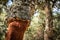 Detailed shot of cork oak tree in Sardinia