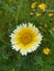 Detailed shot of a Crown Daisy flower with morning dew drops