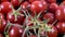 Detailed Shot Pile Of Fresh Tomato