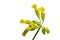 Detailed shot Real key flower, Primula veris