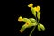 Detailed shot Real key flower, Primula veris