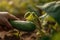 A detailed, shot of a specific vegetable being harvested, such as a cucumber being gently picked from unearthed from the soil.