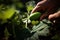 A detailed, shot of a specific vegetable being harvested, such as a cucumber being gently picked from unearthed from the soil.