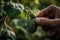 A detailed, shot of a specific vegetable being harvested, such as a cucumber being gently picked from unearthed from the soil.