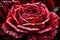 Detailed shot of a stunning red rose flower