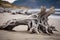 detailed shot of weathered driftwood washed up on a sandy beach