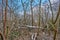 Detailed shots of storm damage in a Berlin forest