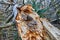 Detailed shots of storm damage in a Berlin forest