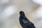 Detailed side view of alpine chough bird pyrrhocorax graculus