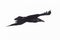 Detailed side view flying black northern raven corvus corax in white sky