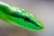 Detailed side view green arboreal rat snake gonyosoma oxycephal