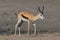 Detailed side view on horned standing springbok antidorcas marsupialis