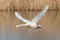 Detailed side view mute swan cygnus olor in low flight over water