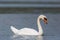 Detailed side view portrait swimming mute swan cygnus olor