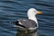 Detailed side view portrait swimming yellow-legged gull larus m