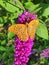 Detailed silver-washed fritillary butterfly sitting on buddleia