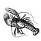 Detailed sketch tattoo lobster