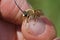 Detailed of a small male longhorn bee, Eucera between fingers of an entomologist