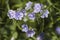 Detailed small purple flowers in a grass during spring