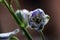 Detailed spring macro closeup inflorescence of blooming Delphinium also known as Larkspur flower.