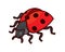 Detailed Standing Ladybug or Ladybird Illustration