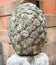 A detailed stone fir cone - decoration in the city