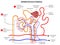 Detailed structure of Nephron for biology science education