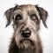 Detailed Studio Portrait Of A Grey Irish Wolfhound