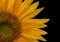 Detailed Sunflower Close Up on Black Background