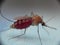 Detailed Super macro photo of mosquito