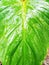 detailed texture of ornamental taro leaves wet