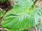 detailed texture of ornamental taro leaves wet