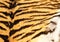 Detailed texture of real tiger fur