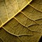 Detailed Textures: A Close-up Of A Sunflower Leaf In Organic Contours