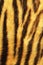 Detailed tiger stripes fur