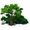 Detailed tree in cartoon style. Vector isolated