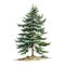 detailed tree illustration, isolated on a white background, is a stunning artistic representation of nature\\\'s beauty.