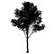 Detailed tree silhouette isolated on white background. Vector illustration