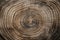 Detailed Tree Trunk Texture Showcasing Growth Rings