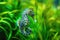 A detailed and up-close photograph of a sea horse amidst a lush field of grass, A beautifully patterned seahorse clinging to a