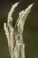 Detailed upright image of a harvest mouse