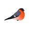 Detailed vector icon of flame robin. Small passerine bird with bright red breast. Ornithology or wildlife theme. Design