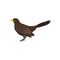 Detailed vector icon of male blackbird. Wild bird with brown feathers, yellow beak and long tail. Fauna theme. Design