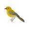 Detailed vector icon of yellow warbler. Small song bird with long tail and bright plumage. Ornithology or wildlife theme